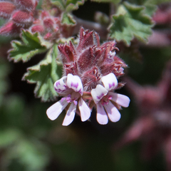 Pelargonium capituliforme