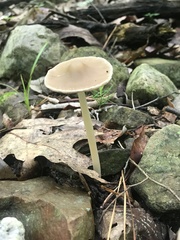 Psathyrella