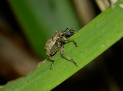 Hadramphus spinipennis
