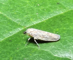 Plectoderini