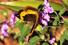 Precis tugela tugela