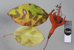 Pucciniastrum epilobii