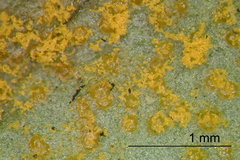 Pucciniastrum epilobii