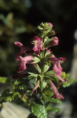 Stachys thunbergii