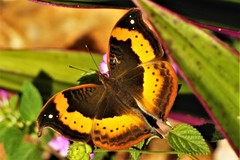 Precis tugela tugela