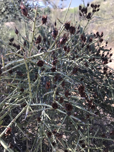 Crucifixion thorn (Canotia holacantha)