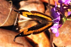 Precis tugela tugela