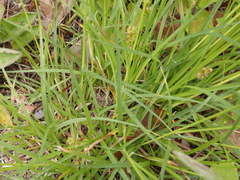 Carex muricata pairae