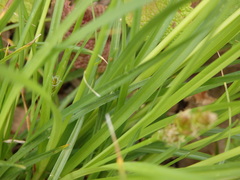 Carex muricata pairae