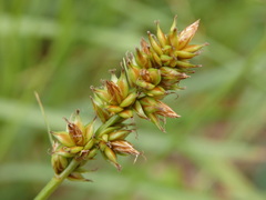 Carex muricata pairae