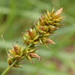Carex muricata pairae - Photo (c) Carminda Santos, some rights reserved (CC BY), uploaded by Carminda Santos