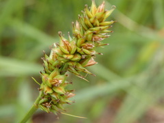 Carex muricata pairae
