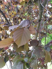 Corylus avellana