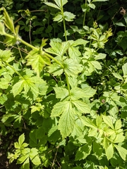 Geum macrophyllum