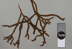 Stigmidium apophlaeae