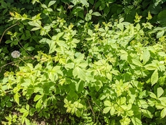 Geum macrophyllum