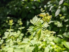 Geum macrophyllum
