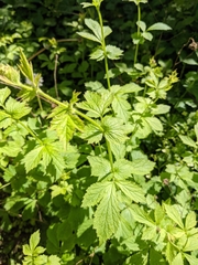 Geum macrophyllum