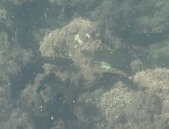 Girella nigricans