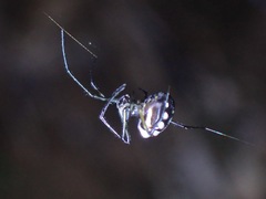 Leucauge argentina