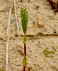 Phleum arenarium