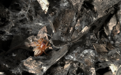Clubiona robusta