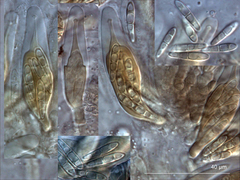 Stigmidium apophlaeae