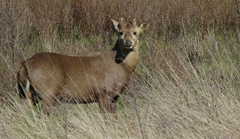Axis porcinus