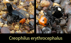 Creophilus erythrocephalus