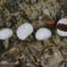 Physarum leucophaeum - Photo (c) Jerry Cooper, algunos derechos reservados (CC BY), subido por Jerry Cooper