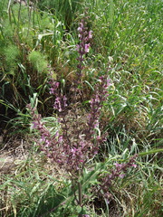 Salvia hierosolymitana