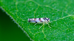 Eupteryx atropunctata