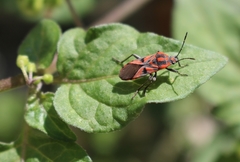 Spilostethus furcula