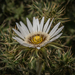 Lesotho Thistle - Photo (c) Brendan Cole, some rights reserved (CC BY-NC-ND), uploaded by Brendan Cole