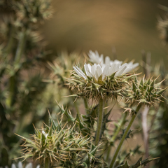 Berkheya cirsiifolia
