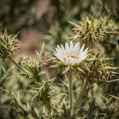 Berkheya cirsiifolia