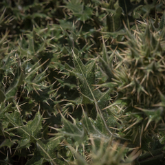 Berkheya cirsiifolia