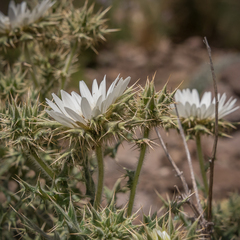 Berkheya cirsiifolia