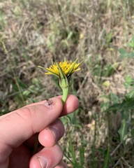 Tragopogon × crantzii