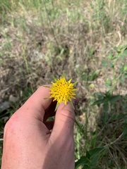 Tragopogon × crantzii