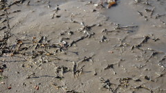 Sporobolus aculeatus