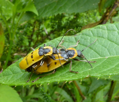 Chauliognathus missionum