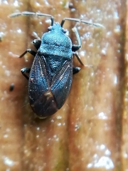 Drymus brunneus