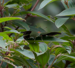 Marpesia zerynthia