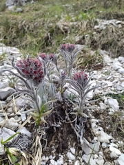 Cynoglossum magellense