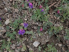 Vicia olchonensis