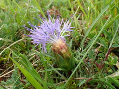 Carthamus mitissimus