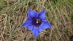 Gentiana acaulis