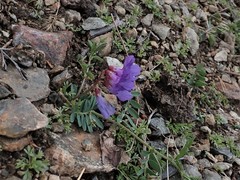 Vicia olchonensis