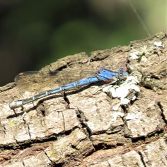 Arrenurus
